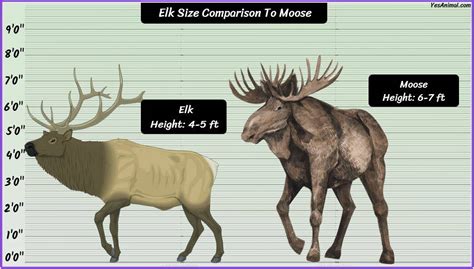 Moose Size: How Big Are They Compared To Others?