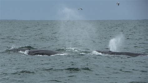 Brydes Whale Whale And Dolphin Conservation Usa