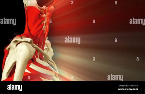 3D animation illustrating the human anatomy Stock Video Footage - Alamy