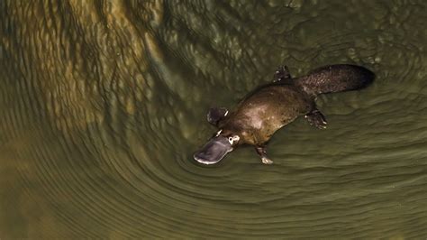 Drying Habitat Makes Australias Platypus Vulnerable Scientists Say Cgtn