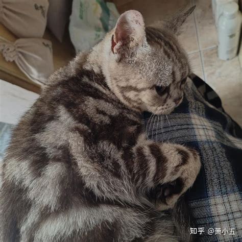 宁波寻找人美心善的小姐姐领养猫猫 知乎