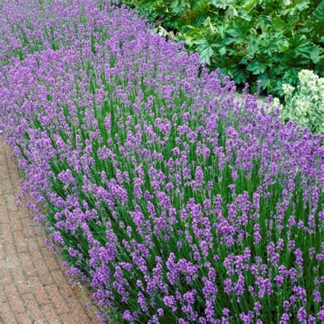 Lavandula Angustifolia Munstead