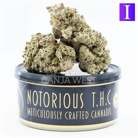 Notorious THC Craft OG Pie Breath 7 Grams Ganja West