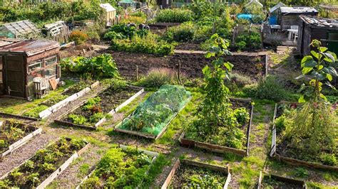 How To Help Your Allotment Thrive Beautiful Touches