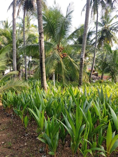 Full Sun Exposure Well Drained Dxt Hybrid Coconut Plants For Outdoor