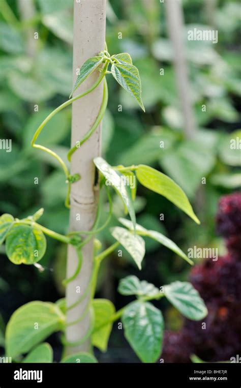 Bean Plant Phaseolus Common Bean Hi Res Stock Photography And Images