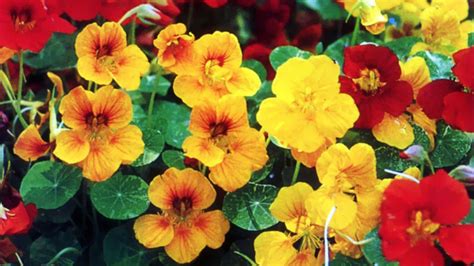 Nasturtiums – Beautiful and Edible – Nebraska Herbal Society