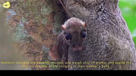 Colugo (flying lemur) : r/Damnthatsinteresting