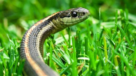 How To Get Rid Of Garter Snakes And Keep Them Away