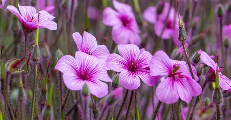 Stock Flower Care: Growing Info For Matthiola In The Garden