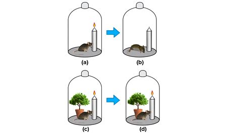 An Inverted Jar Experiment Is Done To Test The Presence Of Gas During