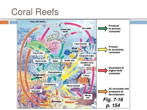 Coral Reef Diagram Labeled