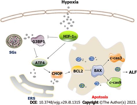 Stress Granules Inhibit Endoplasmic Reticulum Stress Mediated Apoptosis