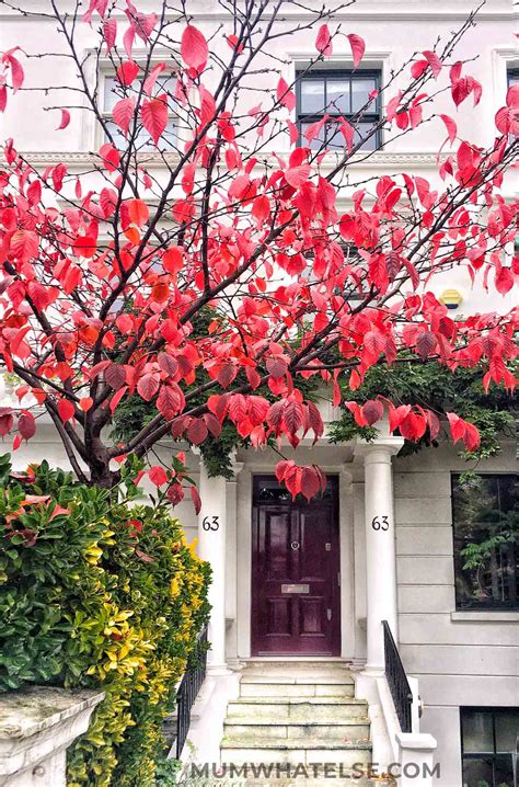 Top 5 places to enjoy autumn in London - A mum in London. London with