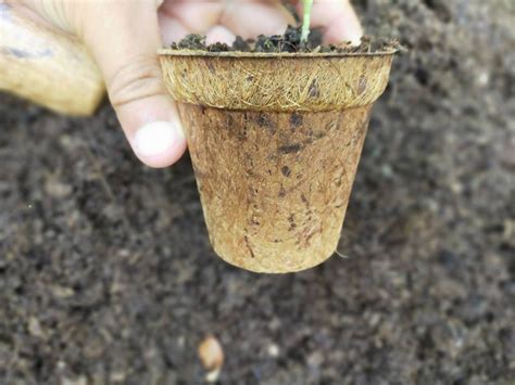 8cm biodegradable pots – Biodegradable and Compostable Pots