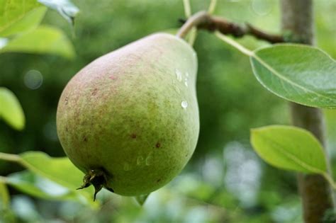 Buah Pir Tergantung Di Pohon Di Antara Dedaunan Hijau Pir Di Pohon Pir