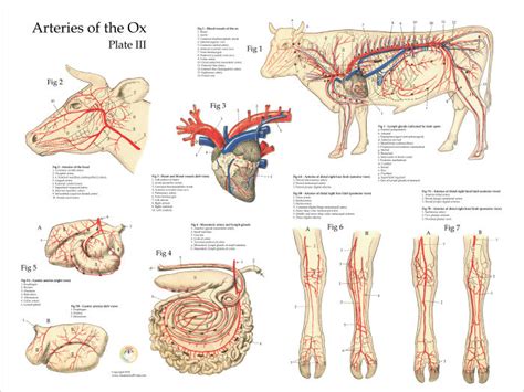 Anatomy Of Cow Stomach