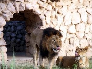 Lucknow Zoo, Lucknow - Timings, Safari Cost, Best Time to Visit