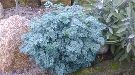 Zielono Zakręceni: Ruta (Ruta) - gatunki, odmiany i uprawa w ogrodzie (1/1)