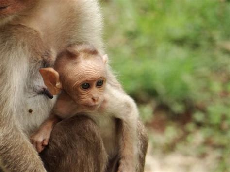 Chinese Scientists Successfully Put Human Genes Into Monkey Brains