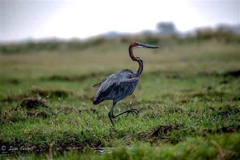 Birds of the Okavango Delta Botswana :: Behance