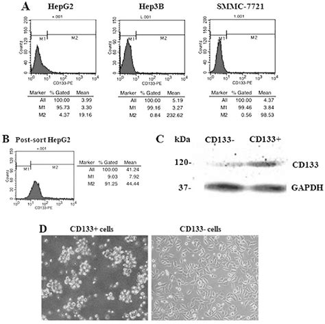 Figure 1 From Cd 133 Silencing Inhibits Stemness Properties And