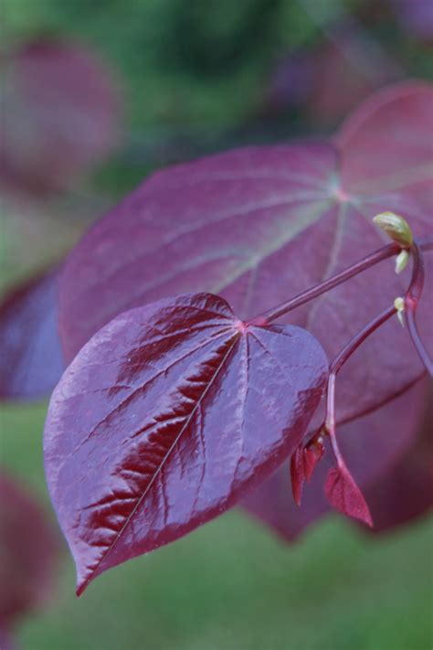 Buy Forest Pansy Purple Leaf Redbud Tree - FREE SHIPPING - 2 Gallon Size For Sale Online From ...