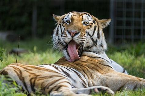 Tiger Licking His Back In A Funny Position Animals For Kids Animals