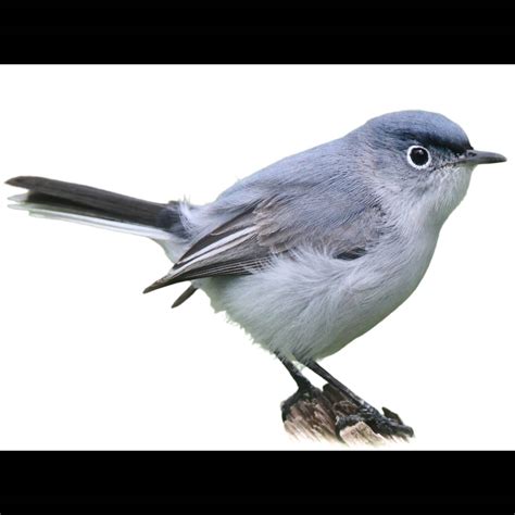 Blue-grey Gnatcatcher (Polioptila caerulea) identification - Birda