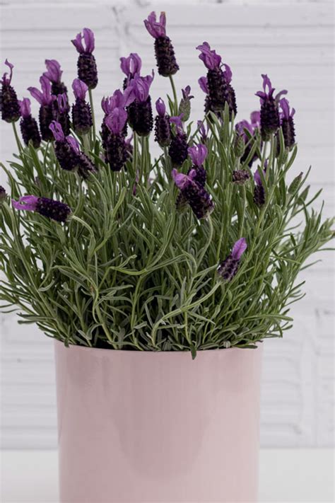 Buy La Diva Big Night Spanish Lavender Plants Free Shipping Wilson