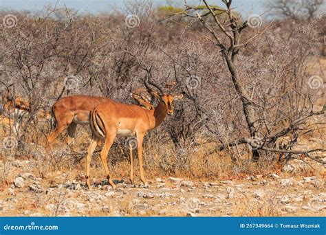 Springbok in Natural Habitat in Etosha National Park in Namibia Stock ...