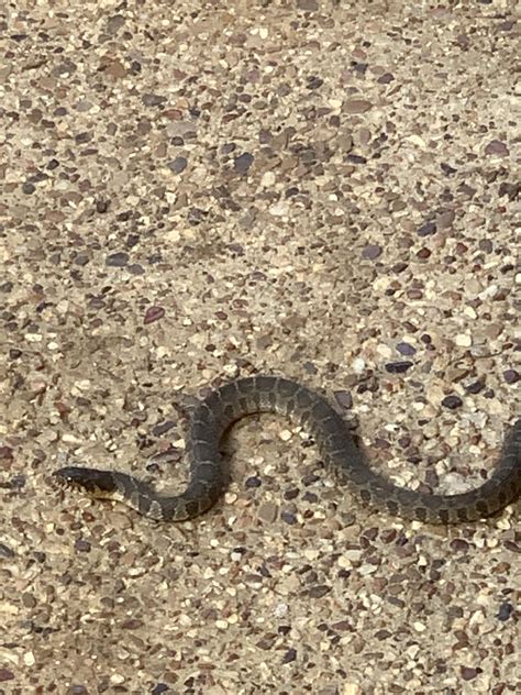 Snake Identification (Texas) : r/snakes