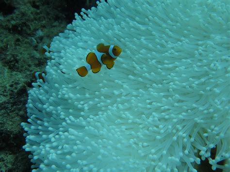 Coral Bleaching Taskforce: more than 1,000 km of the Great Barrier Reef ...