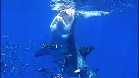 Cage Diving W Great White Sharks At Isla Guadalupe 2019 Youtube