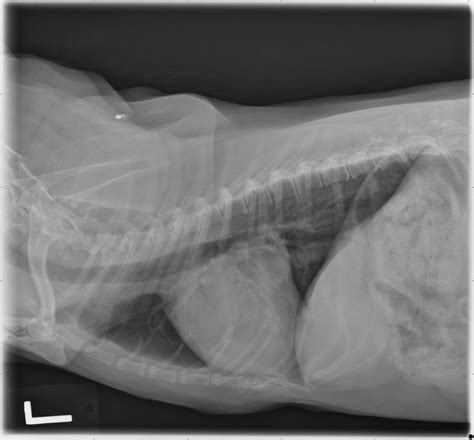 Radiology Report – Radiology Rules