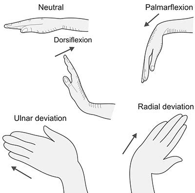 Dorsiflexion Of Wrist