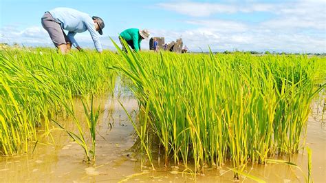 What The Rice Tariffication Law Violates Ibon Foundation