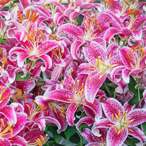 17 Types Of Lilies Favorite Perennial Flowers