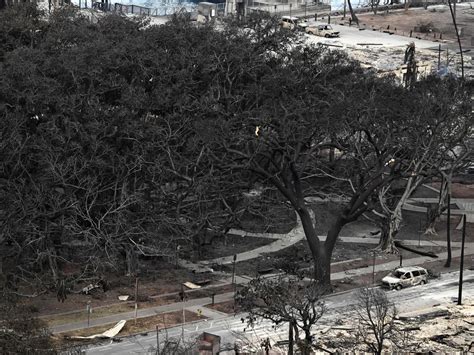 Will Mauis Beloved 150 Year Old Banyan Tree Survive A Scorching