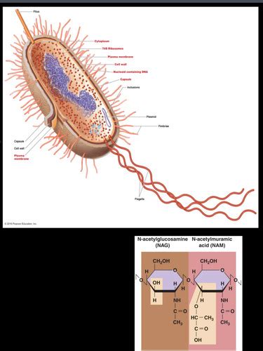 Chapter 3 Prokaryotic And Eukaryotic Cells Flashcards Quizlet