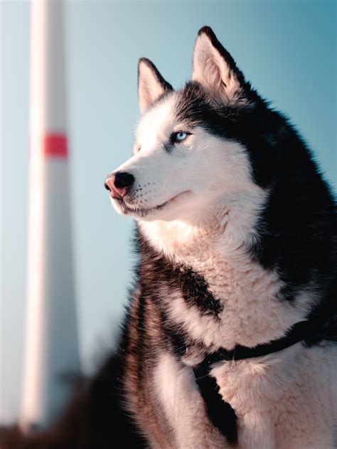 Your Guide To Sled Dog Breeds — Qrill Pet Arctic World Series