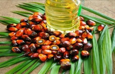 Palm Oil Reserves In Indonesia Increase To About 7 Million Tonnes इंडोनेशिया में पाम तेल का