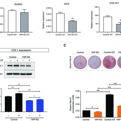 Suppression Of Yap Inhibits Osteogenic Differentiation Of Human Pdl