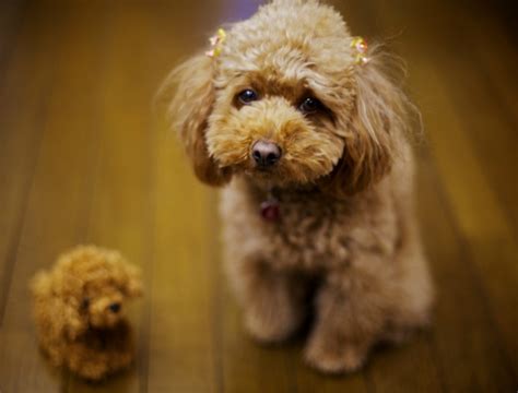 Cute Puppy Dogs: Poodle Puppies