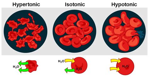 Hypotonische Lösung Definition und Beispiele Typen IWOFR