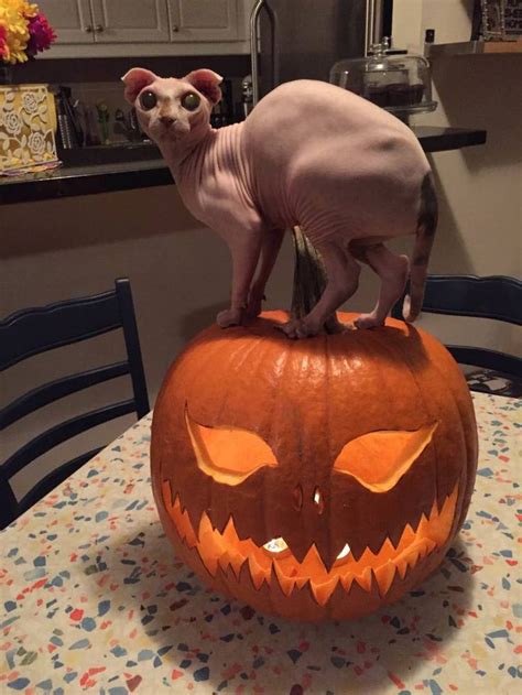This Naked Cat S Dobby The House Elf Costume Is So Magically Perfect
