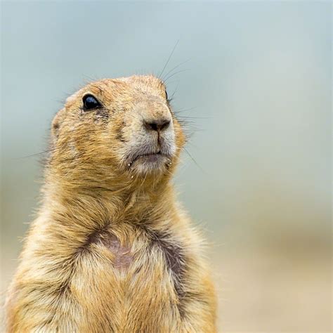 Why Are They Called Prairie Dogs at Tim Long blog