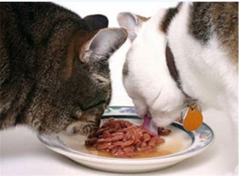 Какие влажные корма лучшие для кошек? - КОШОВЕД - САЙТ ЛЮБИТЕЛЕЙ КОШЕК ...