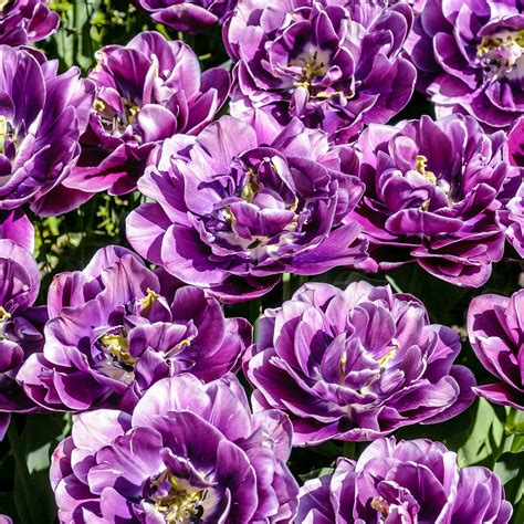 Tulip - Dream Touch – Plantcetera
