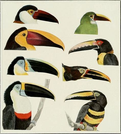 Toucan ~ Detailed Information | Photos | Videos